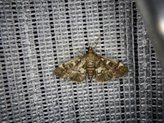 Piletocera sodalis