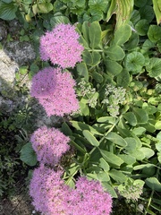 Hylotelephium spectabile