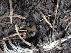 Limacus