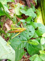 Xyleus discoideus