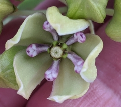 Asclepias viridis