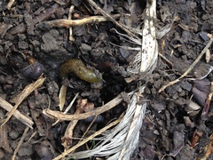 Limacus