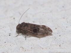 Peripsocus