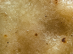 Rigidoporus umbonatipes