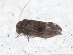 Peripsocus