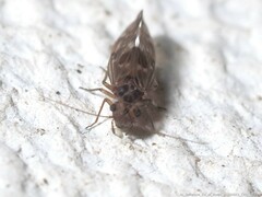 Peripsocus
