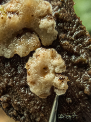 Rigidoporus umbonatipes