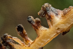 Rigidoporus umbonatipes