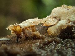 Rigidoporus umbonatipes