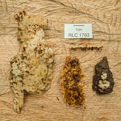 Rigidoporus umbonatipes