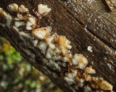 Rigidoporus umbonatipes