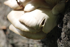 Pleurotus populinus