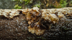 Rigidoporus umbonatipes