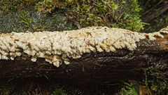 Rigidoporus umbonatipes