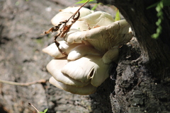 Pleurotus populinus