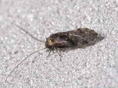 Trichadenotecnum slossonae