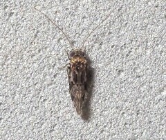 Trichadenotecnum slossonae