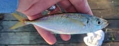 Trachurus lathami
