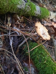 Cerioporus leptocephalus