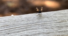Pseudotephritis