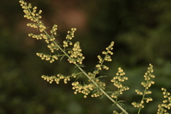 Artemisia annua