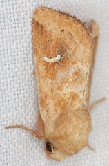 Amphipoea lunata