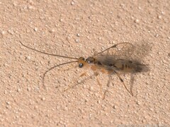 Mesochorus discitergus