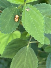 Cryptocephalus