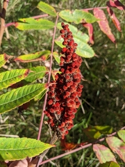 Rhus × borealis
