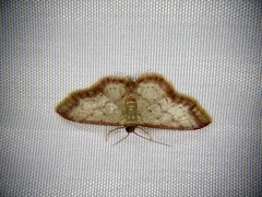 Idaea impexa