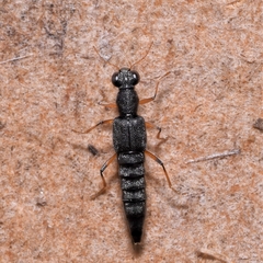 Stenus similis