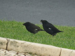 Acridotheres cristatellus