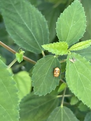 Cryptocephalus