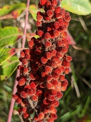 Rhus × borealis