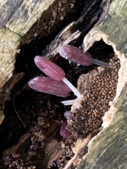 Coprinopsis clastophylla