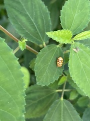 Cryptocephalus