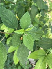 Cryptocephalus