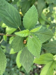 Cryptocephalus