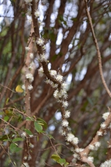 Plinia cauliflora
