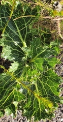 Lichtensteinia lacera
