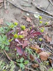 Bidens frondosa