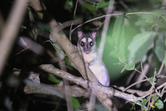 Philander opossum