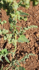 Chenopodium opulifolium