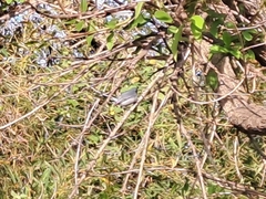 Polioptila dumicola