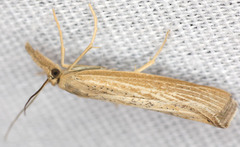 Agriphila costalipartella