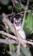 Philander opossum
