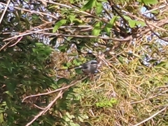 Polioptila dumicola