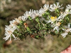 Symphyotrichum ericoides ericoides