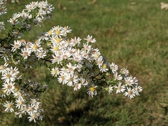 Symphyotrichum ericoides ericoides