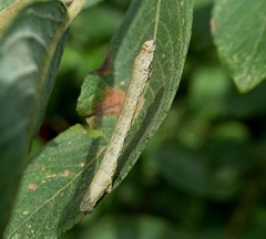 Ectropis crepuscularia